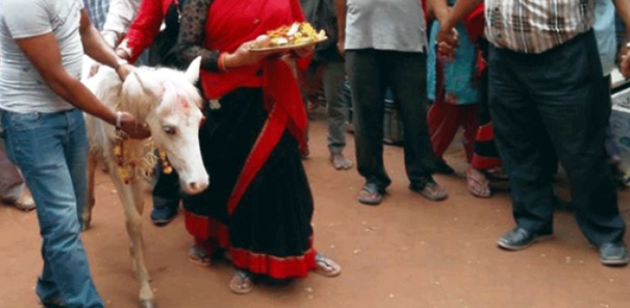 तलेजुको वाहन सेतो घोडाको जात्रा सम्पन्न 